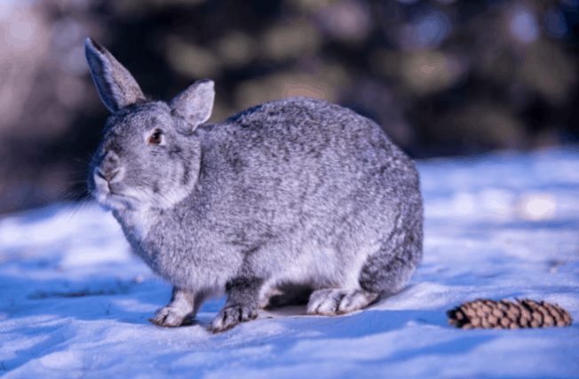 Can you vacuum Rabbit Poop.