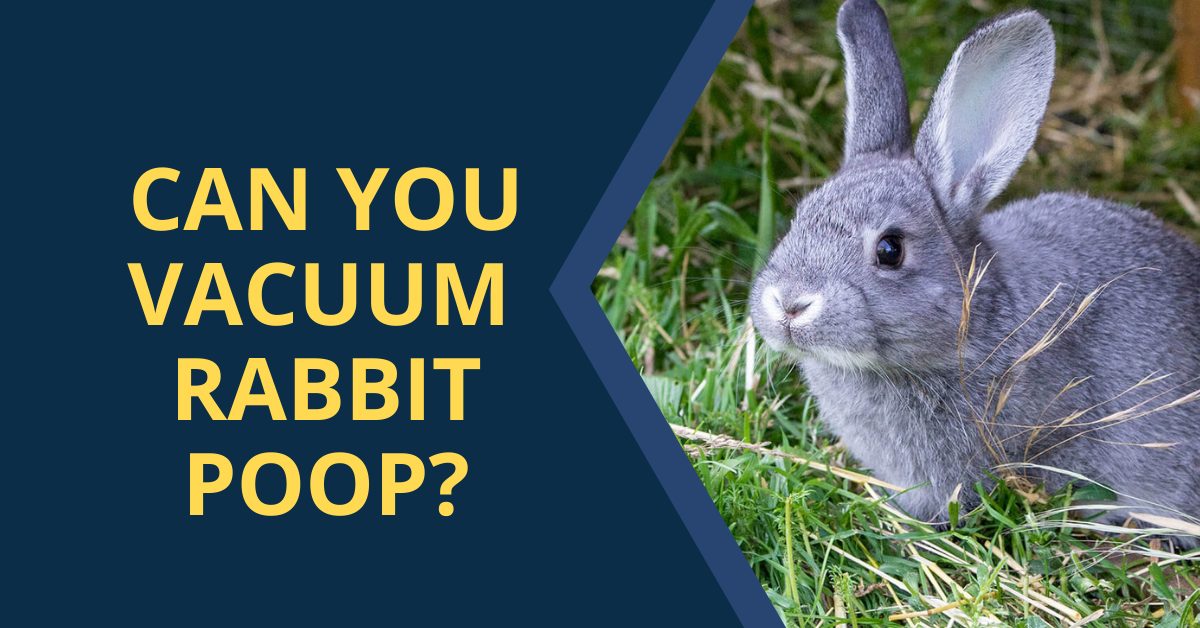 can you vacuum rabbit poop 2